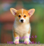 赛级血统纯种柯基犬幼犬出售 北京家养包送货威尔士名犬宠物狗狗