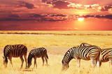 大幅动物画非洲斑马海报生物世界风景装饰画早教卧室挂画定做b87