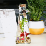 鱼缸斗鱼瓶生态缸斗鱼缸创意水族箱斗鱼缸生态瓶办公室桌面微景观