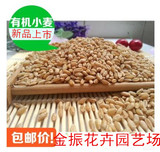 2015新小麦种子500g 无土栽培有机小麦草榨汁 小麦苗种子麦子散装