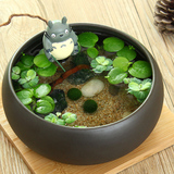苔藓微景观海藻球marimo生态瓶创意盆栽迷你植物办公桌龙猫摆件