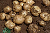 四川巴山特产农家肥生态新鲜有机带泥土豆洋芋马铃薯