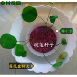 四季播种碗莲种子套餐水生花卉睡莲荷花已开口迷你室内水培植物