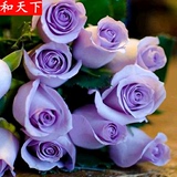 淡淡紫 荷兰进口玫瑰花苗 蓝月 花卉绿植盆栽 当年开花 包成活