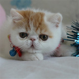 加菲猫出售cfa注册纯种加菲猫宠物异短猫梵文加菲猫红白种公DD