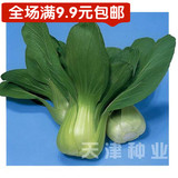 天津种业-上海青油菜种子-青菜籽盆栽蔬菜种子15天收获-9.9元包邮