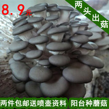 自己种蘑菇平菇菌包食用菌菌种蘑菇菌包菌种菌棒植物盆栽种子包邮
