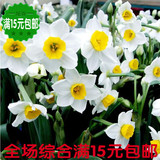 特级正宗漳州水仙花种球大球盆栽种子 冬季花卉室内满50包邮