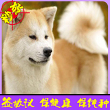 日本纯种秋田忠诚犬家养护卫犬活体幼犬出售同城可送货上门选购63