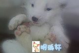 明狐轩 宠物 宠物活体狐狸活体 雪狐白狐红狐赤狐熊猫狐蓝狐 预售
