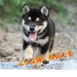 纯种秋田犬 幼犬出售 赛级双血统美系日本柴犬 健康家养宠物狗73