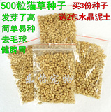 猫草种子 去毛球薄荷零食小麦种发芽率高宠物调理肠胃营养500粒
