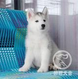赛级纯种哈士奇犬幼犬西伯利亚雪撬犬上海宠物狗