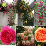 春季新品 藤和平本攀援玫瑰月季花苗盆栽庭院植物3四年苗当年开花