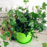 常春藤（塑料盆） 垂吊植物 净化空气植物新房装修吸收甲醛