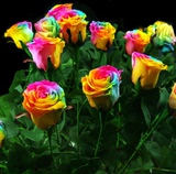 30粒包邮 荷兰进口春播四季花卉种子彩虹玫瑰种子阳台盆栽花种子