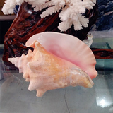 女王凤凰螺 超大胭脂螺20-25CM 大海螺贝壳白珊瑚批发 礼品收藏