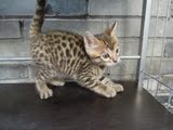 孟加拉豹猫纯种英国短毛猫宠物猫咪宝宝活体出售豹猫英短猫咪异国