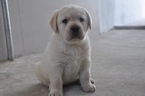 西安 出售纯种拉布拉多犬 黑色拉布拉多犬 导盲犬 拉布拉多幼犬xX