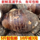 广西桂林特产 荔浦芋头 槟榔芋 新鲜芋头 粉糯香 新鲜上市 500g