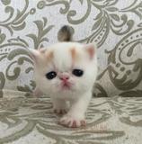 纯种黄色幼猫加菲猫 异短宠物猫红虎斑加菲猫宝宝异国短毛猫