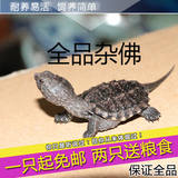 2015杂佛小鳄龟 乌龟活体鳄龟宠物乌龟 陆龟小鳄龟全品鳄龟 包邮