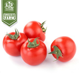 西红柿 一斤2-3个 成都同城  新鲜 蔬菜配送