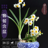 【天天特价】水仙花种球含盆套餐 水培水生花卉植物盆栽 风信子