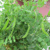 荷兰豆种子秋冬季蔬菜种子批发  阳台冬播盆栽豌豆种子