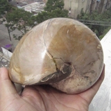 天然鹦鹉螺化石摆件  鹦鹉螺原石标本摆件  带斑彩鹦鹉螺奇石收藏