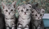 连锁名猫苏格兰银虎斑大头折耳猫 幼猫 折耳种公对外配种