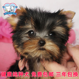 韩国血统纯种约克夏幼犬狗狗出售 迷你超小体茶杯犬宠物狗