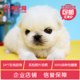 有它网 宠物狗狗赛级北京犬纯种小体京巴狗幼犬白色出售2
