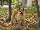 家养活体宠物狗 赛级柴犬幼犬出售 纯种日系赤色柴犬健康保证包邮