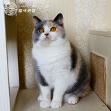 【CARAT CAT】CFA注册英国短毛猫 浅三花/三色英短MMabby
