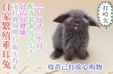 垂耳兔宝宝 宠物兔 荷兰兔活体宠物兔子支持视频挑选