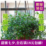 千叶吊兰盆栽包邮 阳台室内四季常青绿植花卉植物净化空气吸甲醛