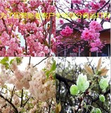 15个品种樱花/树苗樱花树苗 日本樱花系列规格看描述