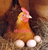 6月新货农家土鸡蛋散装宝宝满月红鸡蛋喜蛋批发30个包邮