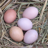 苏北草鸡蛋 农家散养 新鲜纯天然土鸡蛋 本鸡蛋 包邮