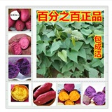 高产量 紫薯苗 山芋苗红薯苗 紫地瓜苗 紫番薯苗 紫薯种子种苗