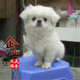 南京纯种北京京巴幼犬赛级宫廷犬超可爱长不大雪白的宠物狗狗11