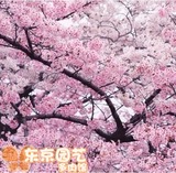 【广岛恋人】樱花树苗庭院植物花卉绿植盆栽地栽日本樱花包成活