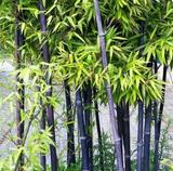 阳台庭院绿化用竹苗【紫竹】庭院辟邪最佳品 可盆栽观赏竹子苗