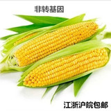 水果玉米棒新鲜甜玉米生吃农家现摘带皮非转基因包谷有机5斤特产