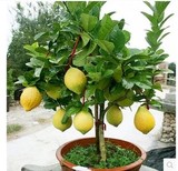 四季结果 果树苗 香水柠檬 小柠檬树 水果植物盆栽当年结果大苗