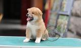 赛级日本柴犬 幼犬 出售 纯种 豆柴犬 包邮 上海送货可上门挑选01