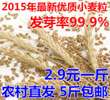 农家自种小麦 优质天然小麦粒 带皮原小麦种子杂粮粗粮500g包邮