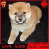 双血统赛级宠物狗日本柴犬幼犬出售纯种柴犬小秋田家养活体狗0226