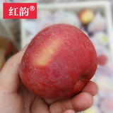红韵 预售云南昭通丑苹果冰糖心野生红富士苹果75-80净重10斤包邮